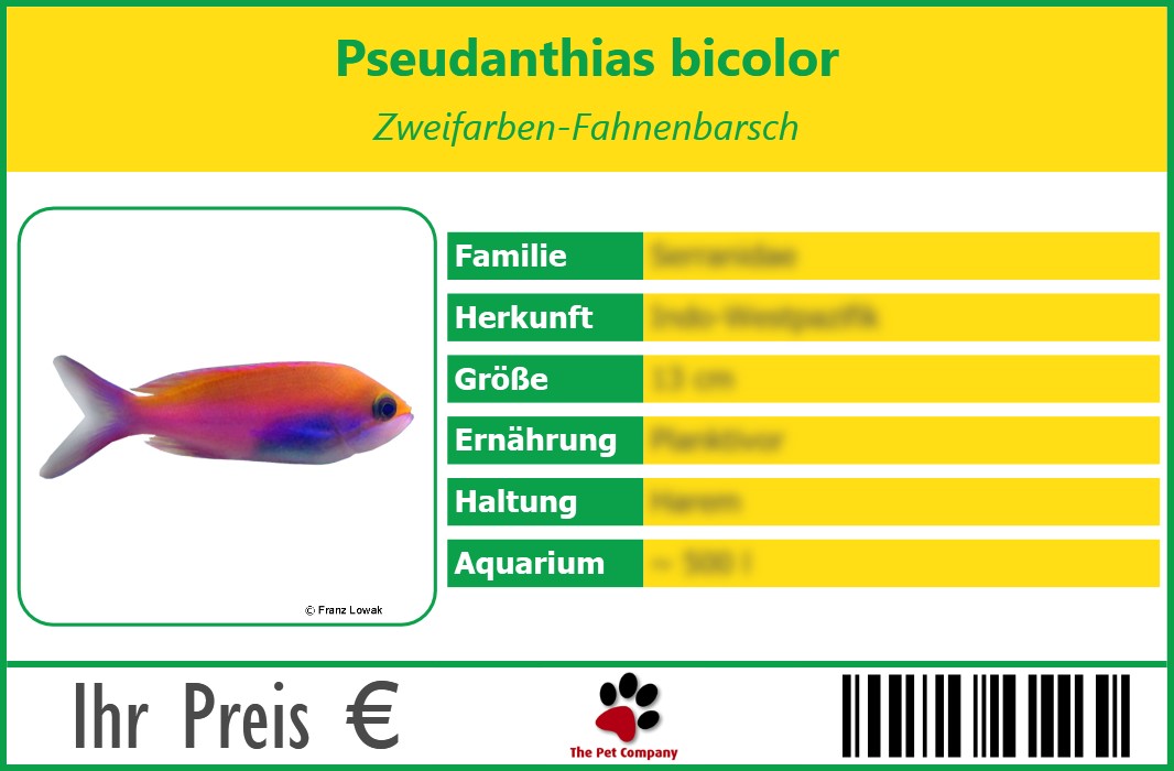 Pseudanthias bicolor Zweifarben-Fahnenbarsch 90 x 60 mm