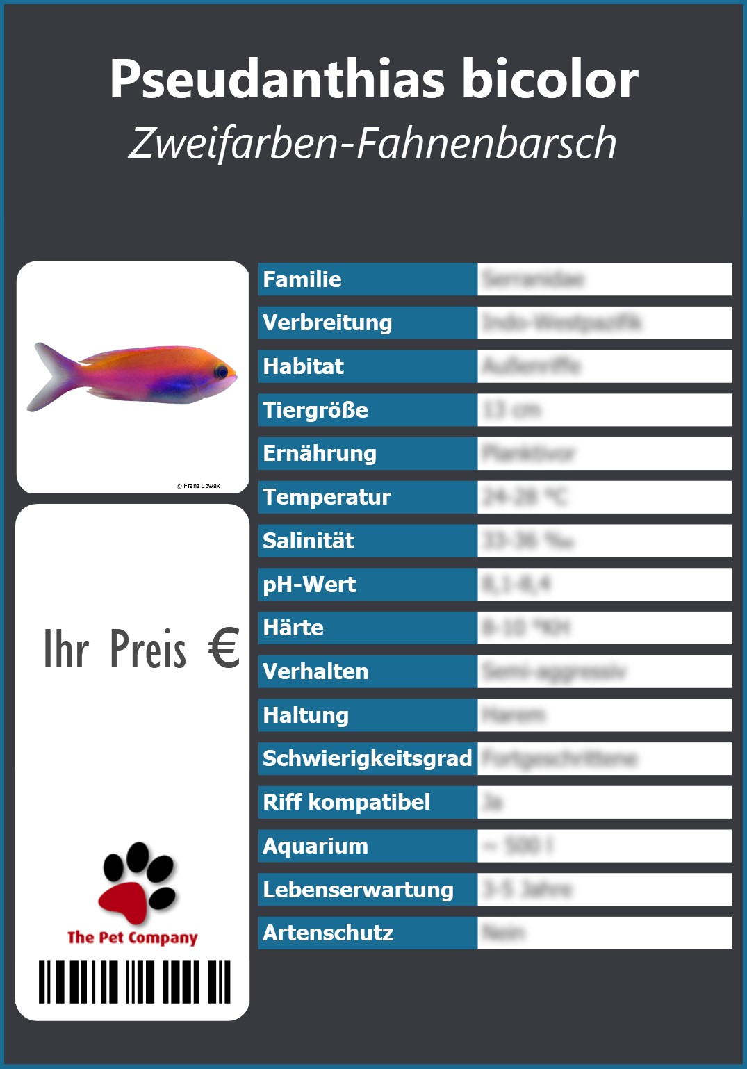 Pseudanthias bicolor Zweifarben-Fahnenbarsch 91 x 130 mm