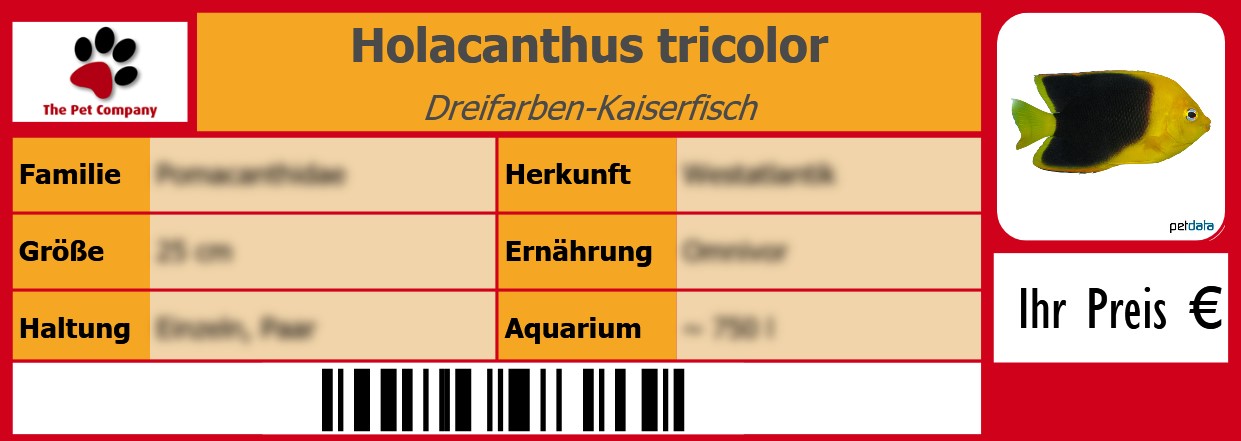 Holacanthus tricolor Dreifarben-Kaiserfisch 105 x 38 mm