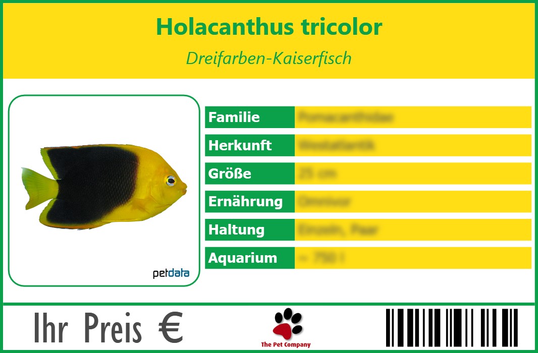 Holacanthus tricolor Dreifarben-Kaiserfisch 90 x 60 mm