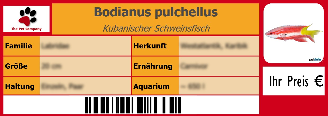 Bodianus pulchellus Kubanischer Schweinsfisch 105 x 38 mm