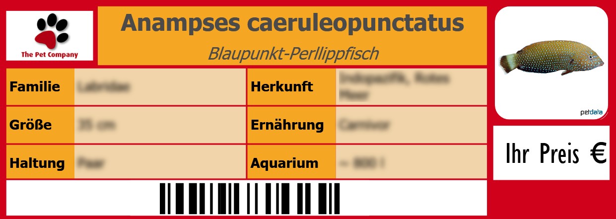 Anampses caeruleopunctatus Blaupunkt-Perllippfisch 105 x 38 mm