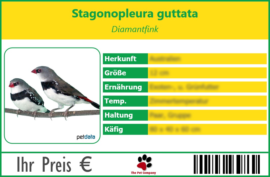 Stagonopleura guttata Diamantfink 90 x 60 mm
