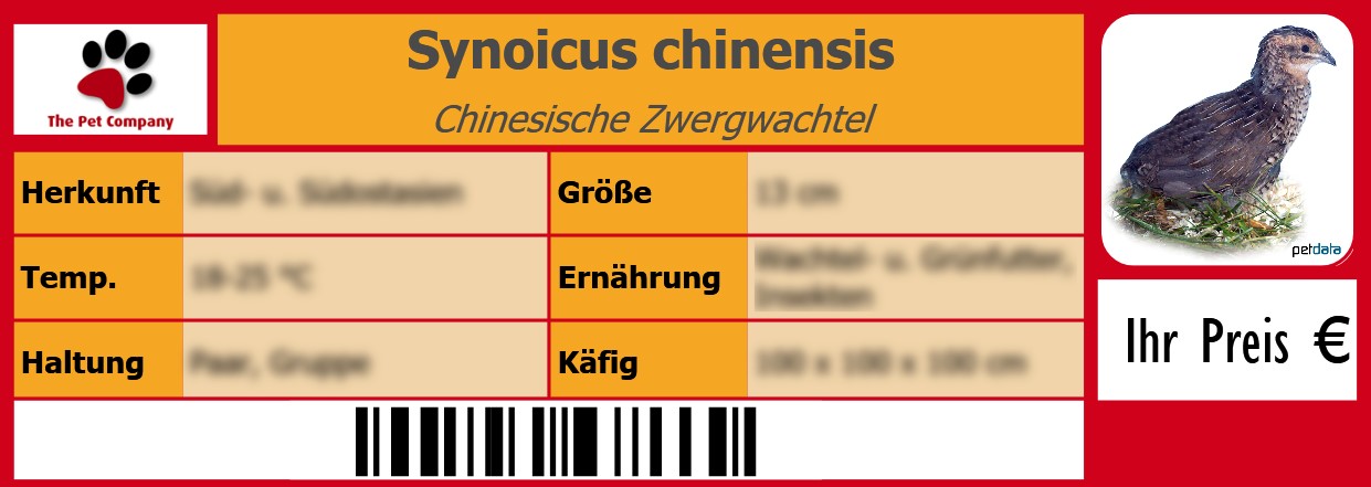 Synoicus chinensis Chinesische Zwergwachtel 105 x 38 mm