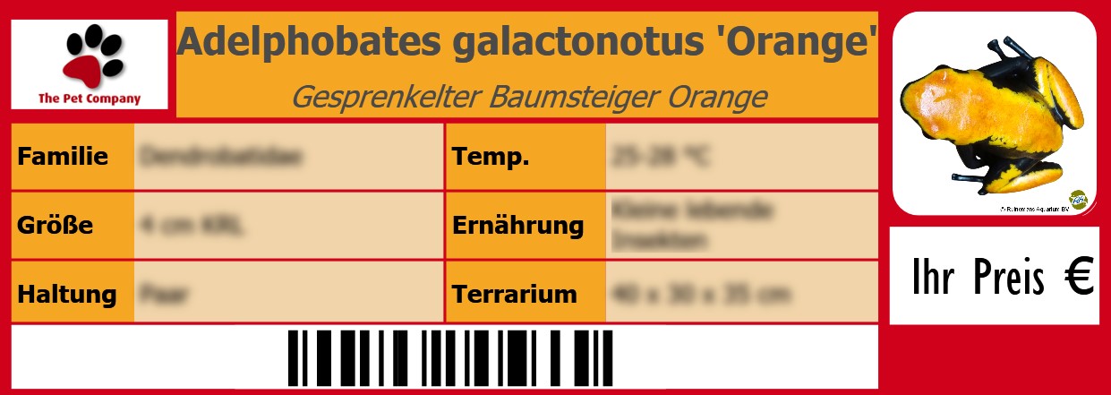 Adelphobates galactonotus 'Orange' Gesprenkelter Baumsteiger Orange 105 x 38 mm