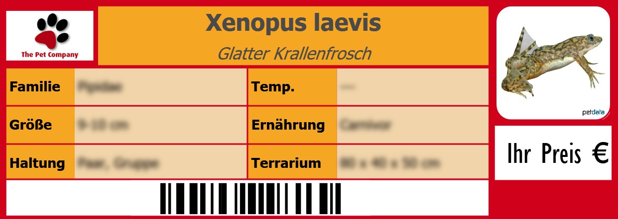 Xenopus laevis Glatter Krallenfrosch 105 x 38 mm