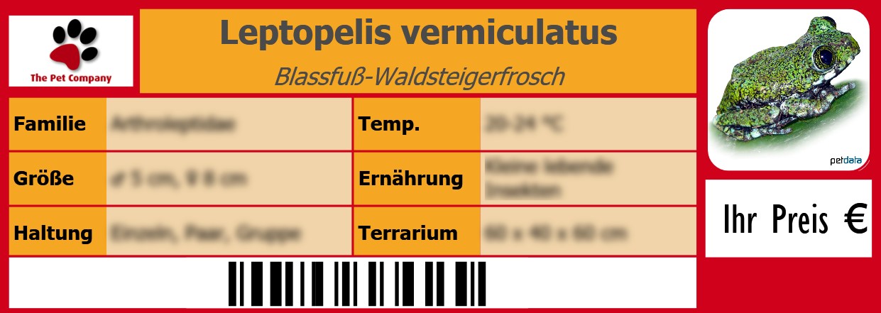 Leptopelis vermiculatus Blassfuß-Waldsteigerfrosch 105 x 38 mm