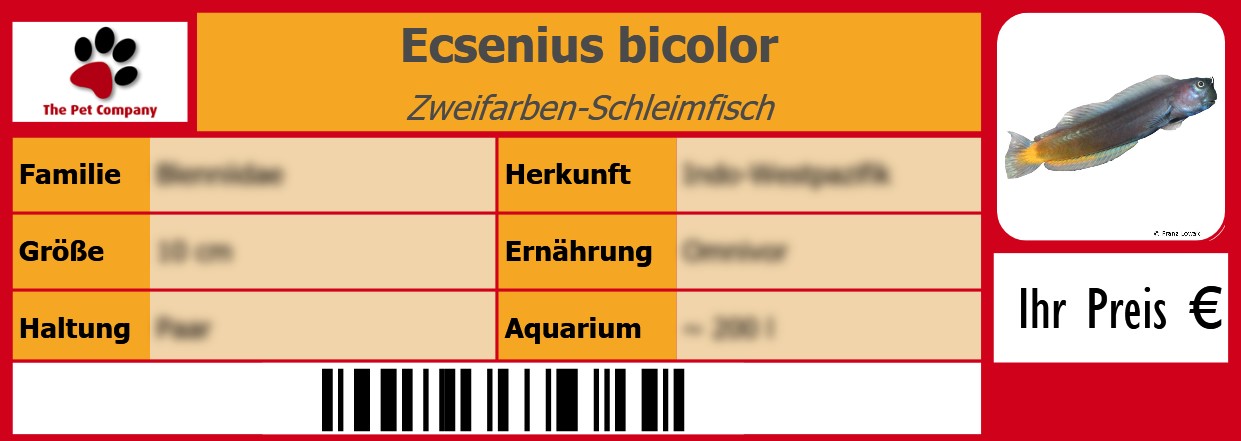Ecsenius bicolor Zweifarben-Schleimfisch 105 x 38 mm