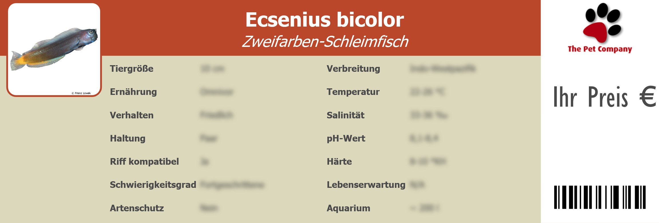 Ecsenius bicolor Zweifarben-Schleimfisch 195 x 66 mm