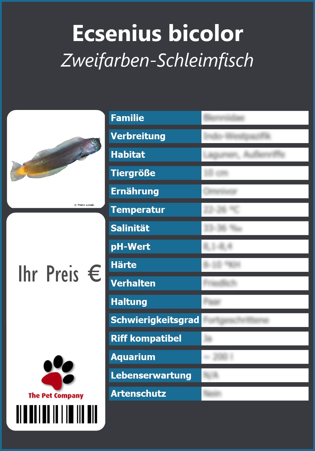 Ecsenius bicolor Zweifarben-Schleimfisch 91 x 130 mm