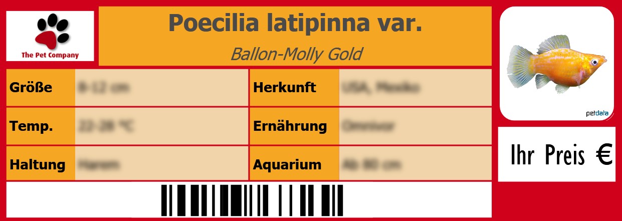 Poecilia latipinna var. Ballon-Molly Gold 105 x 38 mm