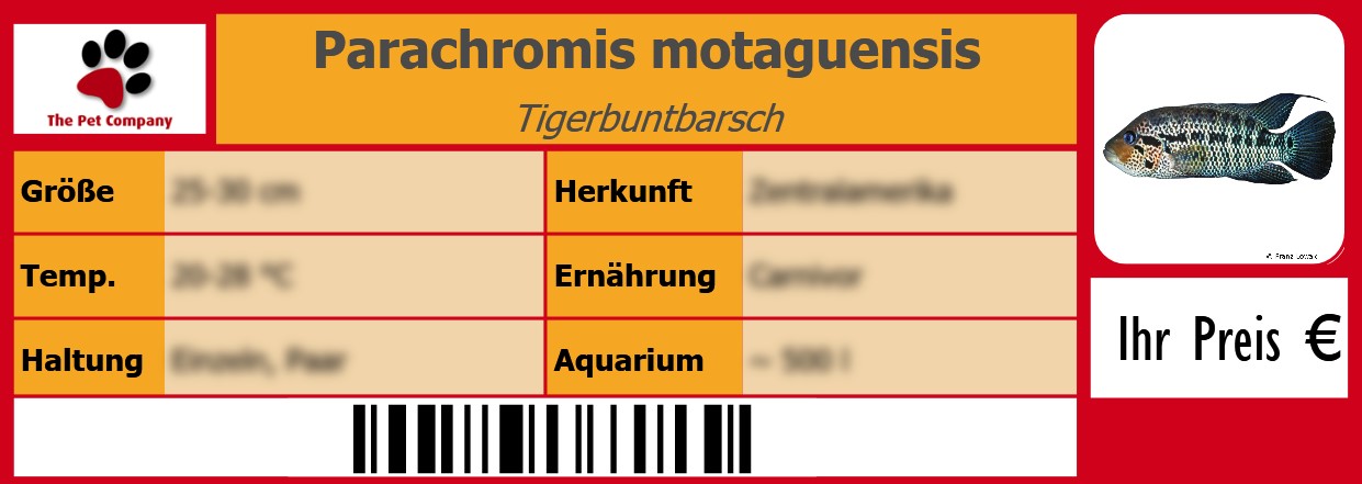 Parachromis motaguensis Tigerbuntbarsch 105 x 38 mm