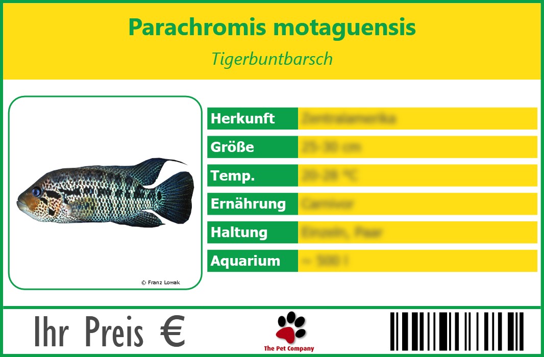 Parachromis motaguensis Tigerbuntbarsch 90 x 60 mm