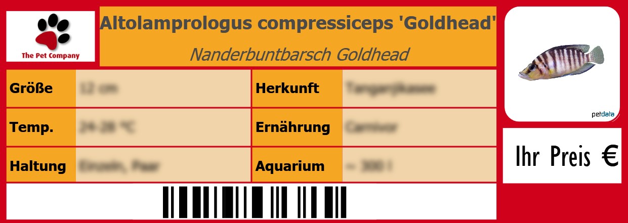 Altolamprologus compressiceps 'Goldhead' Nanderbuntbarsch Goldhead 105 x 38 mm