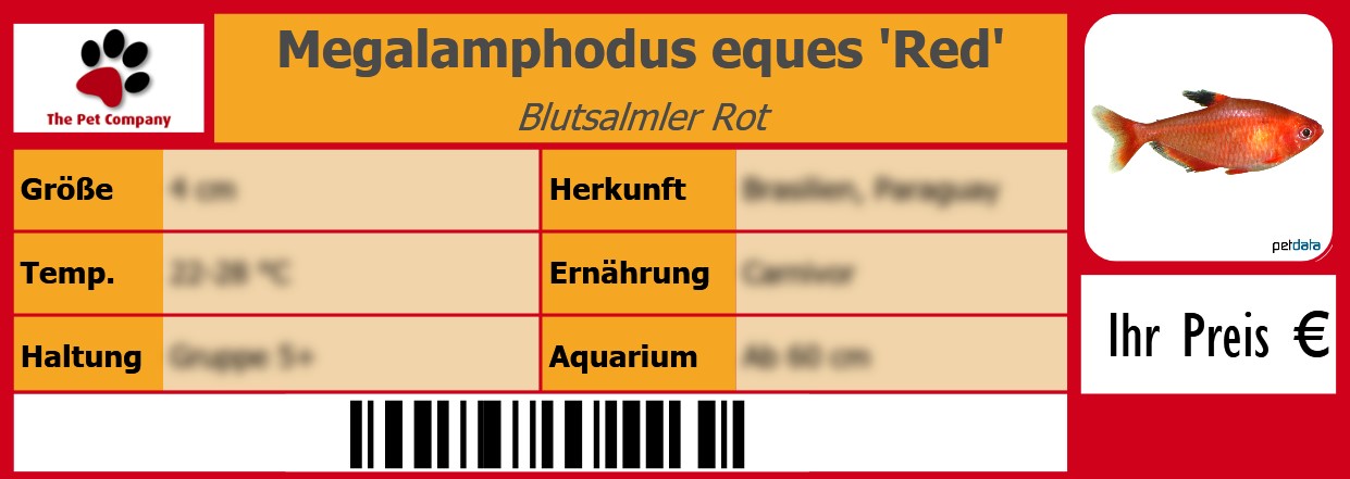 Megalamphodus eques 'Red' Blutsalmler Rot 105 x 38 mm