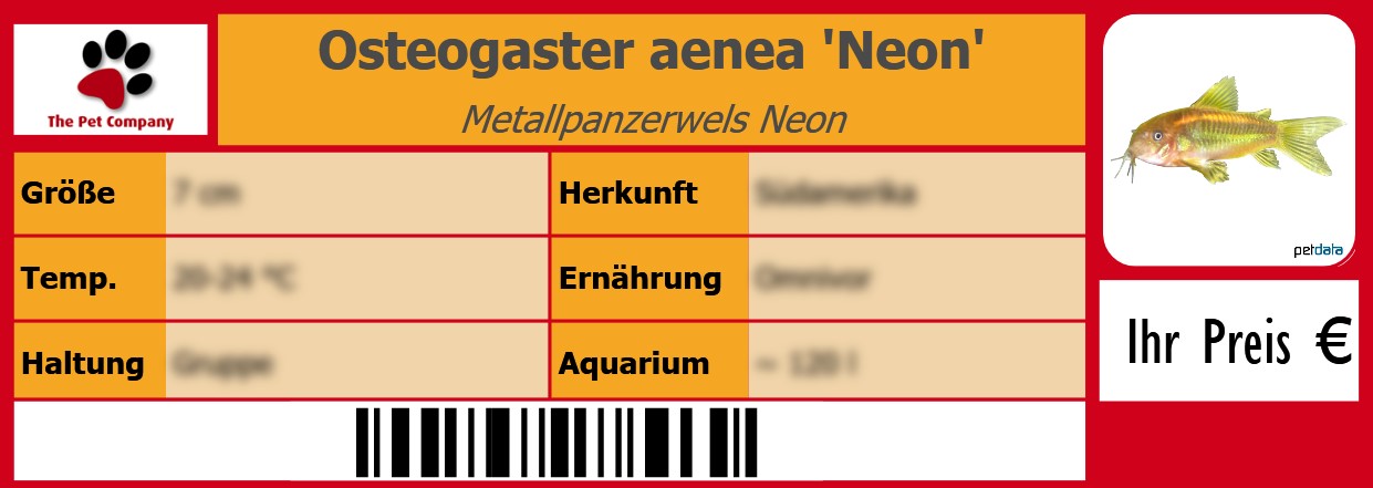 Osteogaster aenea 'Neon' Metallpanzerwels Neon 105 x 38 mm