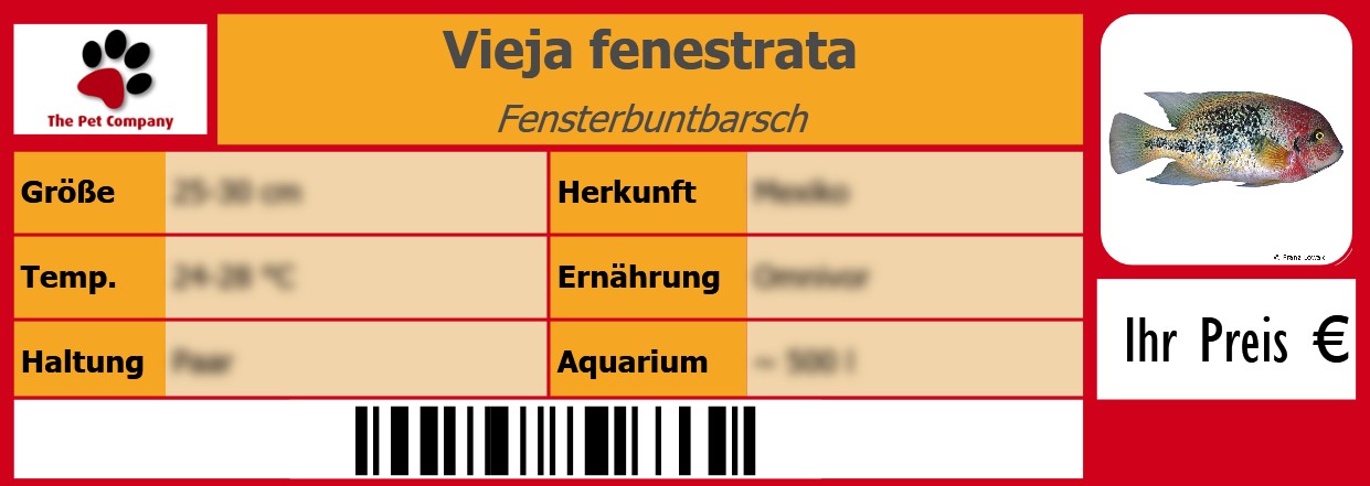 Vieja fenestrata Fensterbuntbarsch 105 x 38 mm