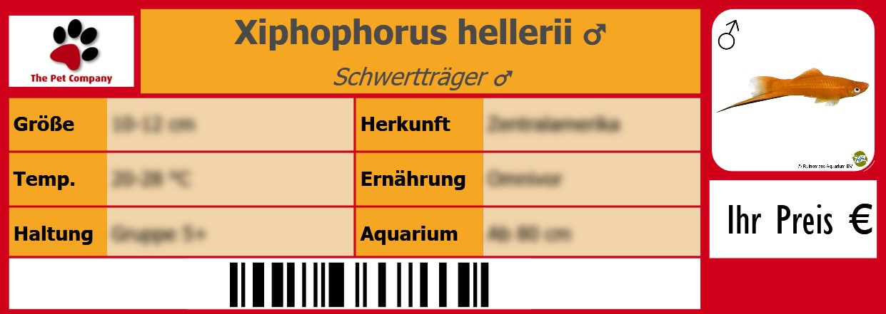 Xiphophorus hellerii ♂ Schwertträger ♂ 105 x 38 mm