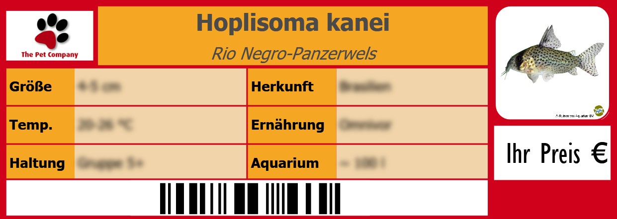 Hoplisoma kanei Rio Negro-Panzerwels 105 x 38 mm