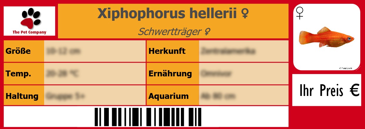 Xiphophorus hellerii ♀ Schwertträger ♀ 105 x 38 mm