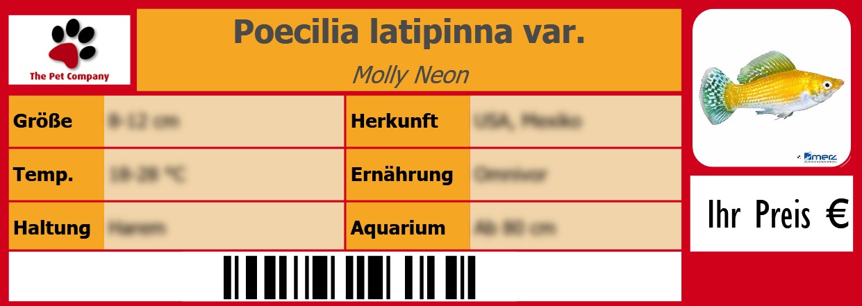 Poecilia latipinna var. Molly Neon 105 x 38 mm