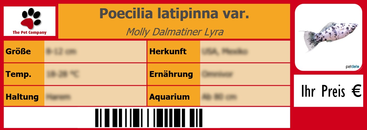 Poecilia latipinna var. Molly Dalmatiner Lyra 105 x 38 mm