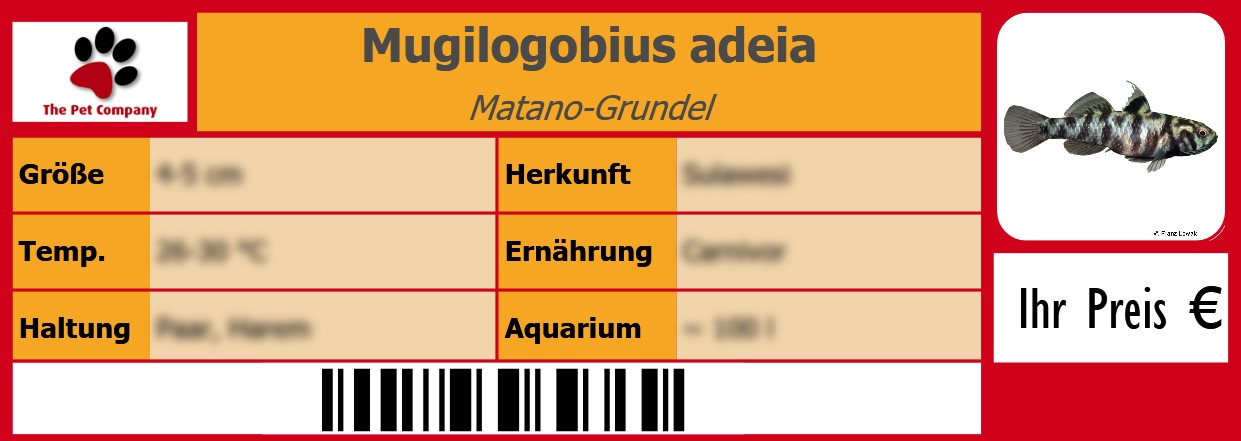 Mugilogobius adeia Matano-Grundel 105 x 38 mm