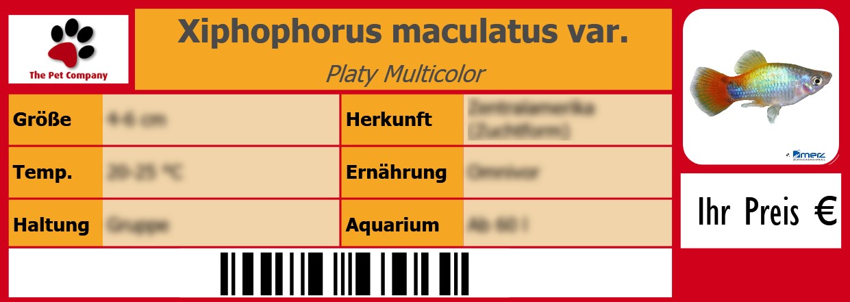 Xiphophorus maculatus var. Platy Multicolor 105 x 38 mm