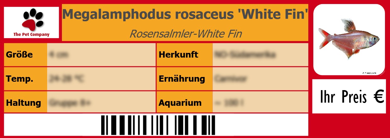 Megalamphodus rosaceus 'White Fin' Rosensalmler-White Fin 105 x 38 mm