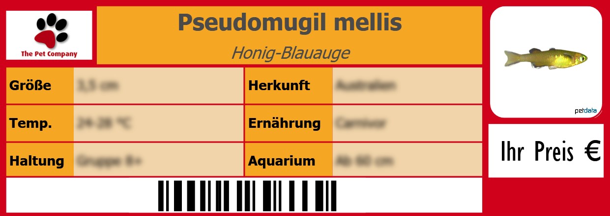 Pseudomugil mellis Honig-Blauauge 105 x 38 mm