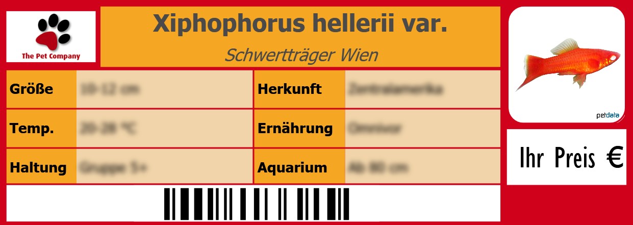 Xiphophorus hellerii var. Schwertträger Wien 105 x 38 mm