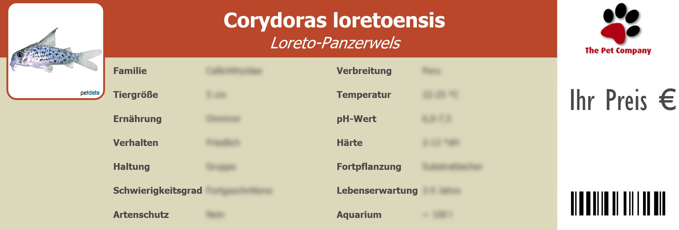 Corydoras loretoensis Loreto-Panzerwels 195 x 66 mm