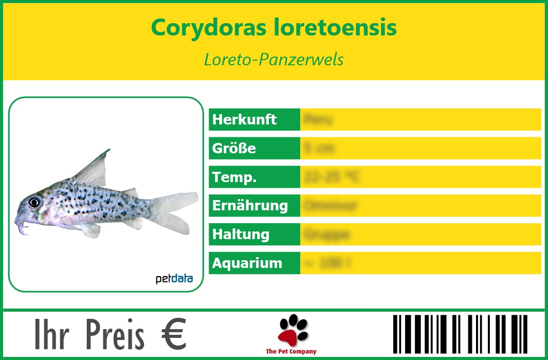 Corydoras loretoensis Loreto-Panzerwels 90 x 60 mm