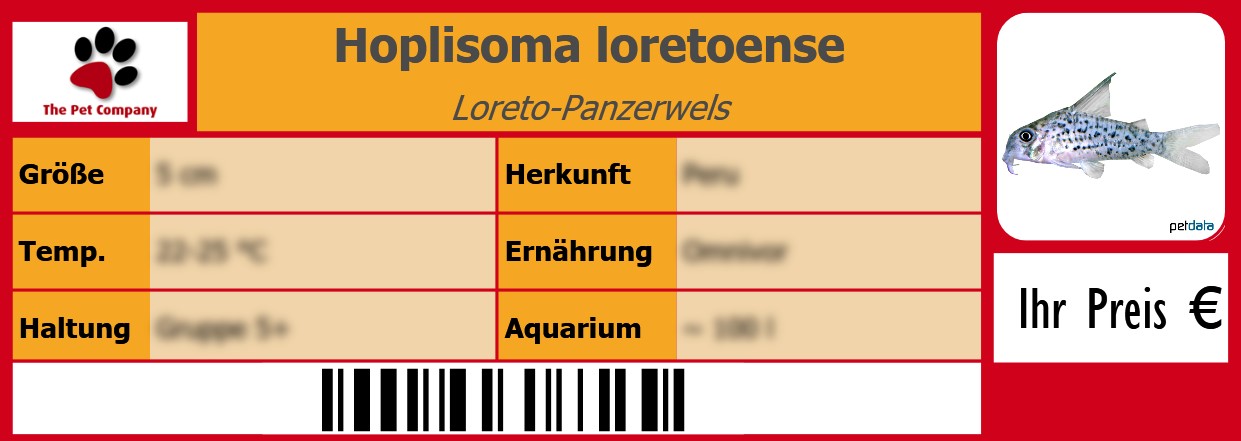 Hoplisoma loretoense Loreto-Panzerwels 105 x 38 mm