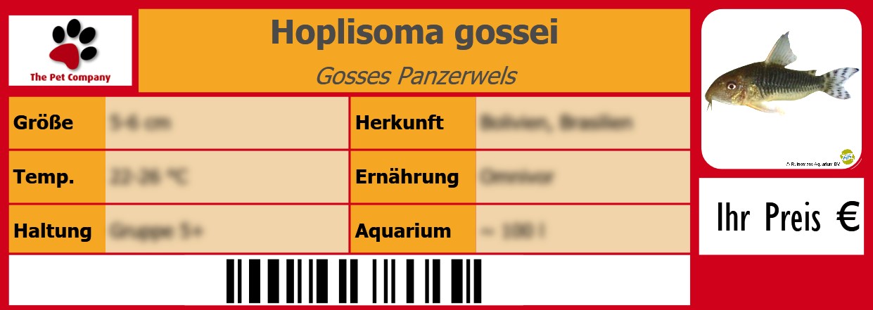 Hoplisoma gossei Gosses Panzerwels 105 x 38 mm