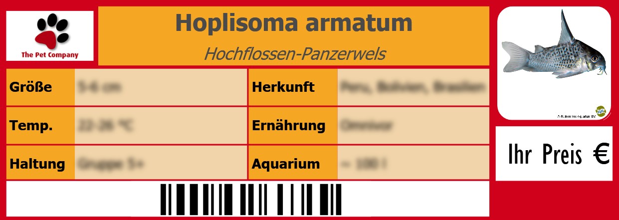Hoplisoma armatum Hochflossen-Panzerwels 105 x 38 mm