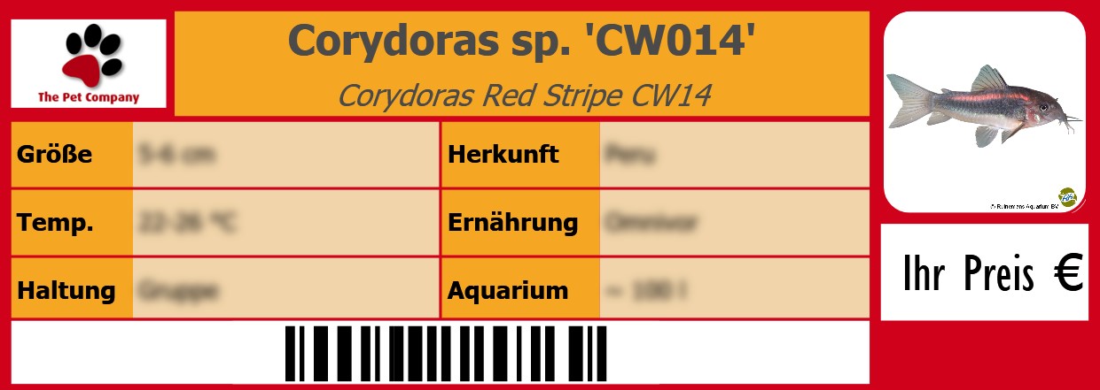 Corydoras sp. 'CW014' Corydoras Red Stripe CW14 105 x 38 mm