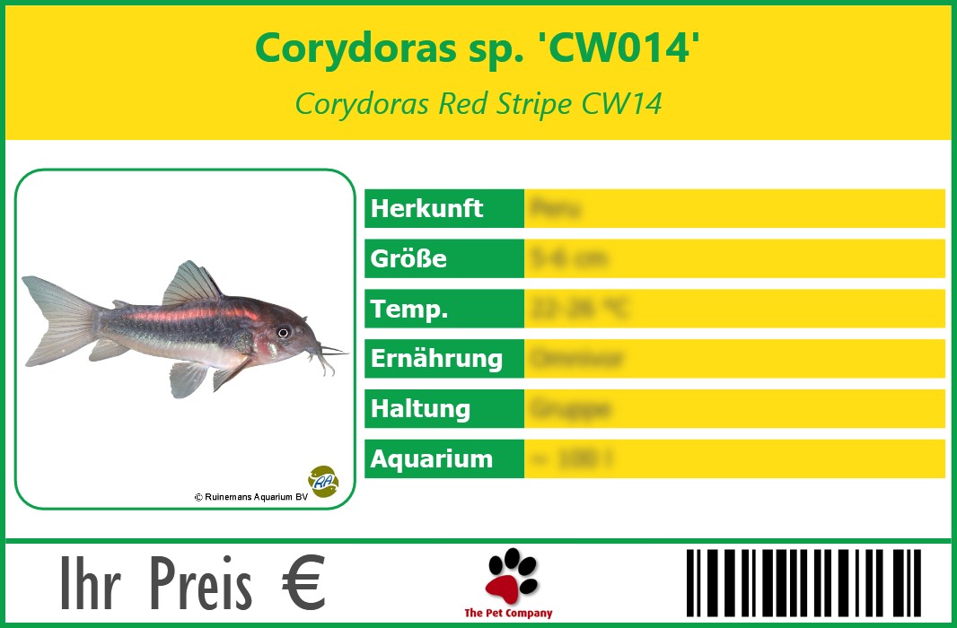 Corydoras sp. 'CW014' Corydoras Red Stripe CW14 90 x 60 mm