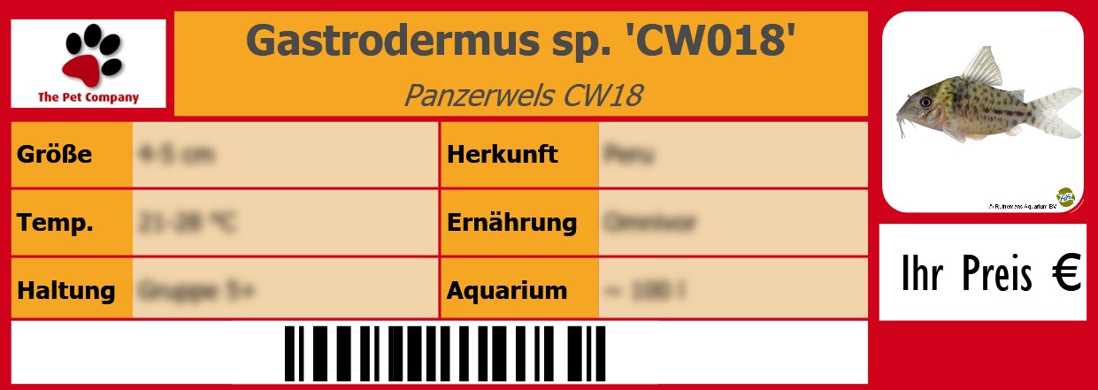 Gastrodermus sp. 'CW018' Panzerwels CW18 105 x 38 mm