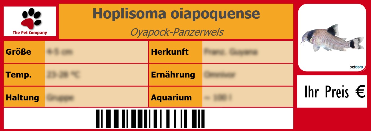 Hoplisoma oiapoquense Oyapock-Panzerwels 105 x 38 mm