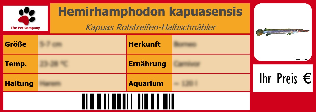 Hemirhamphodon kapuasensis Kapuas Rotstreifen-Halbschnäbler 105 x 38 mm