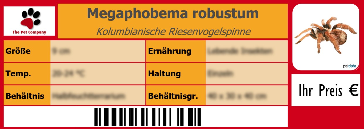 Megaphobema robustum Kolumbianische Riesenvogelspinne 105 x 38 mm