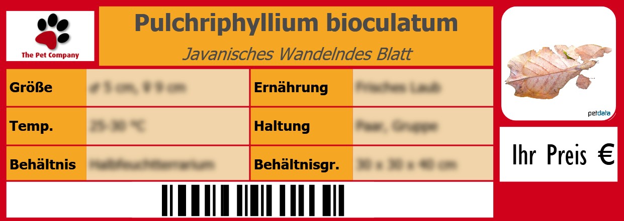 Pulchriphyllium bioculatum Javanisches Wandelndes Blatt 105 x 38 mm