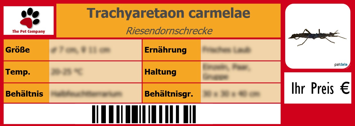Trachyaretaon carmelae Riesendornschrecke 105 x 38 mm