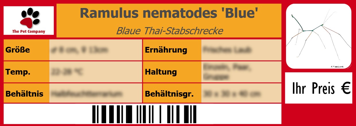 Ramulus nematodes 'Blue' Blaue Thai-Stabschrecke 105 x 38 mm