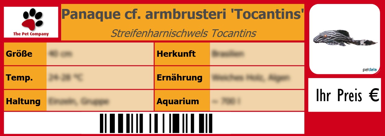 Panaque cf. armbrusteri 'Tocantins' Streifenharnischwels Tocantins 105 x 38 mm