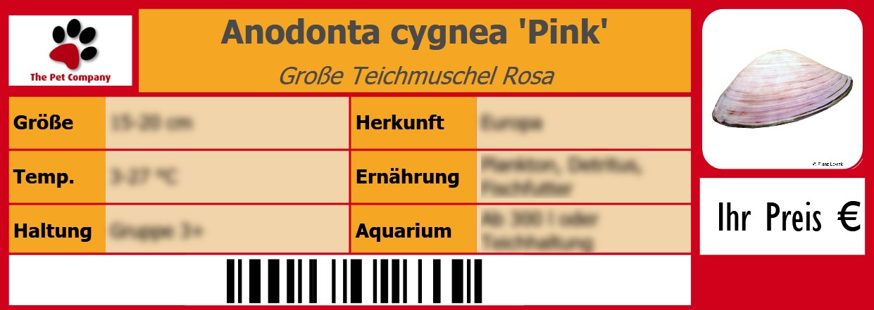 Anodonta cygnea 'Pink' Große Teichmuschel Rosa 105 x 38 mm
