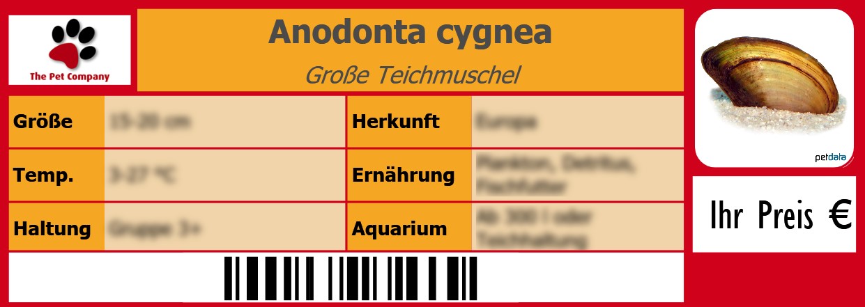 Anodonta cygnea Große Teichmuschel 105 x 38 mm