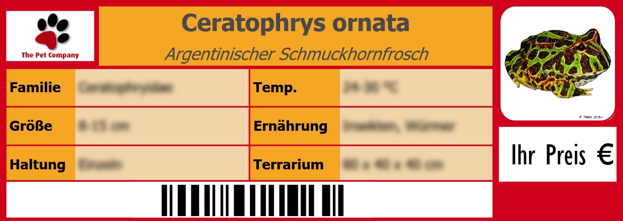 Ceratophrys ornata Argentinischer Schmuckhornfrosch 105 x 38 mm