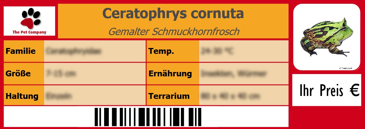 Ceratophrys cornuta Gemalter Schmuckhornfrosch 105 x 38 mm